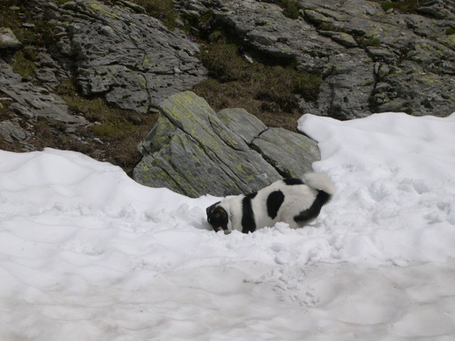 Orazio si rinfresca nella neve!